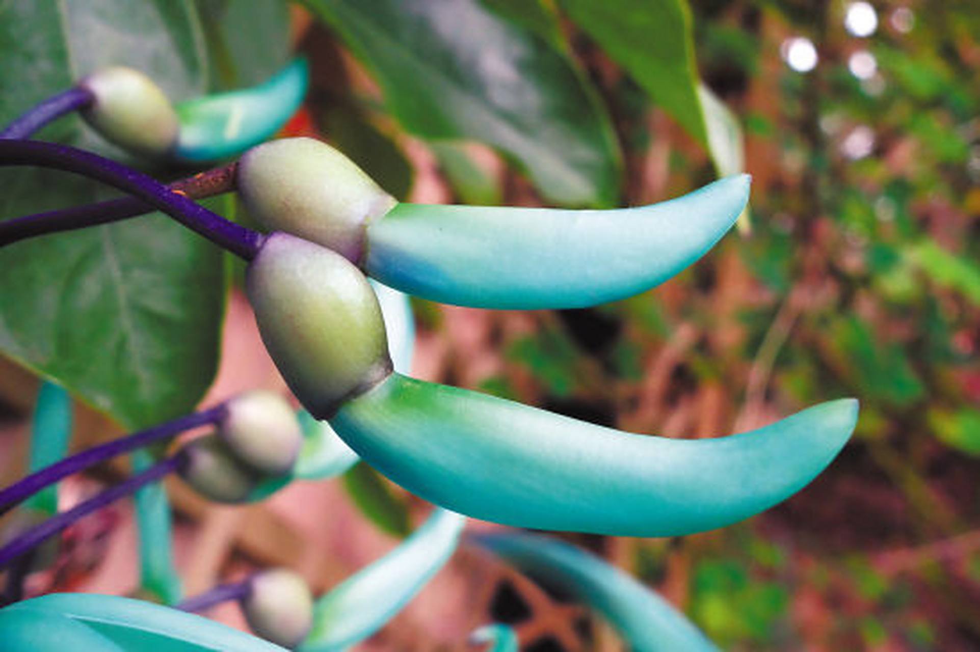 碧玉藤又称翡翠葛,由于属于藤类,是廊架,花亭