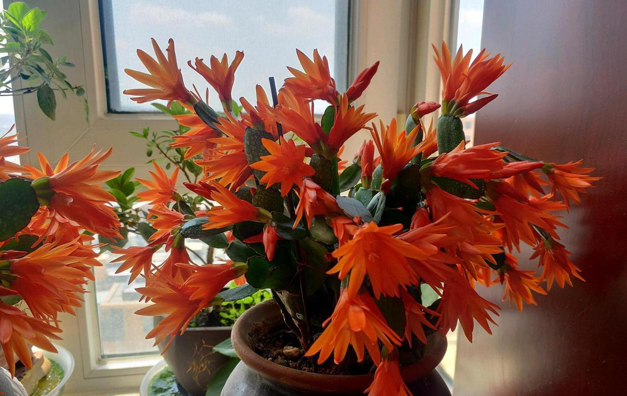 长得像蟹爪兰的花——假昙花(仙人掌科,假昙花属),茎叶更圆润,枝条偏