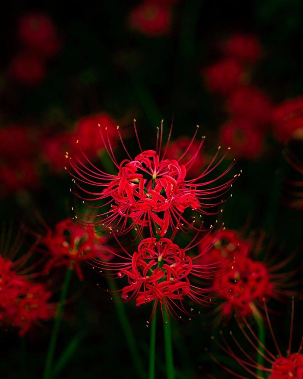东京周边|秋日限定红色彼岸花海绝景08 "彼岸花"以其别名曼珠沙華而