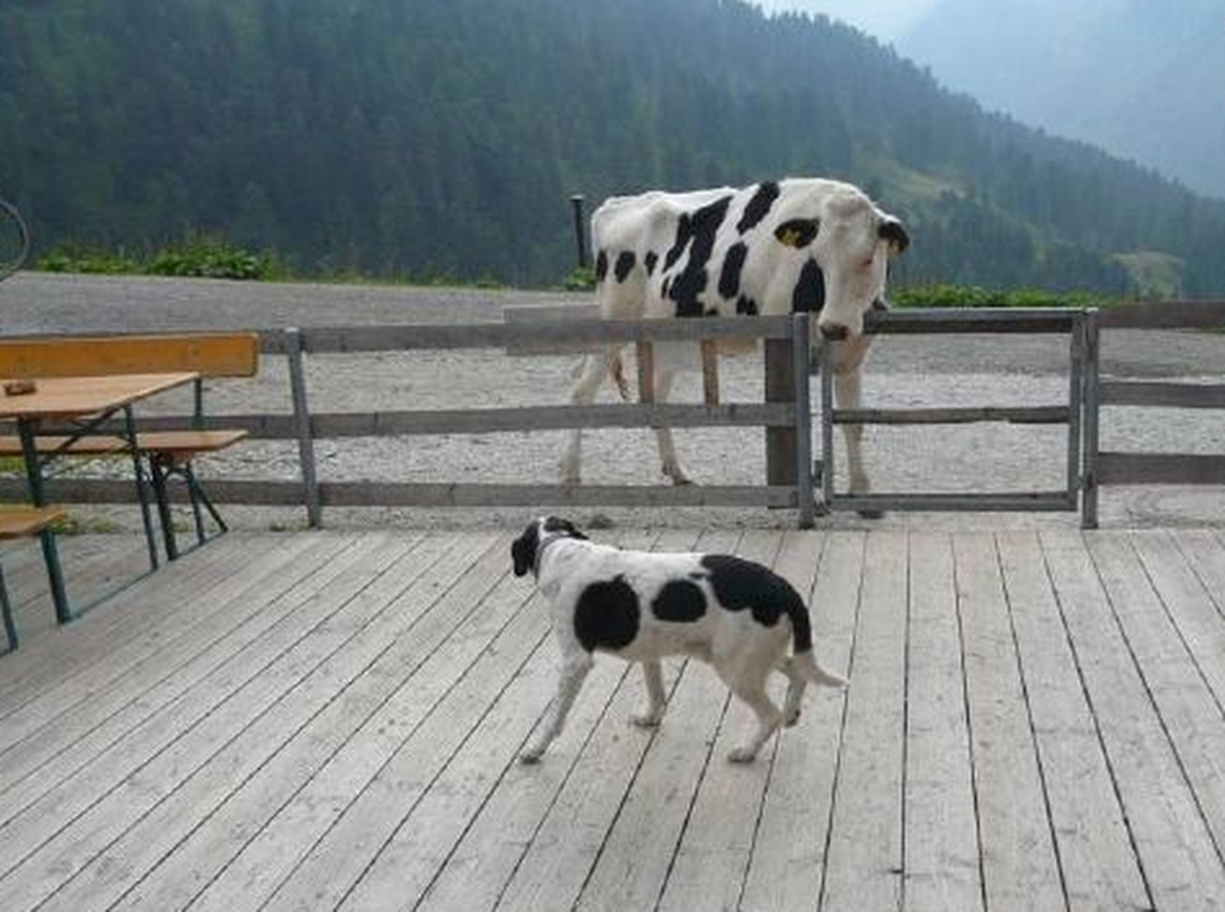 大麦町犬图片价格图片