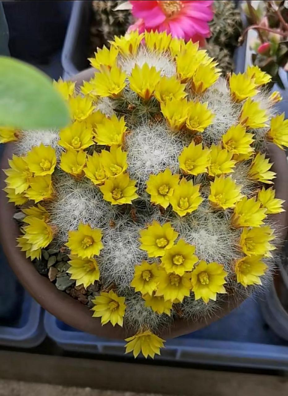 有种仙人球,名叫"芳香丸",乳突球属多肉植物,身上长满了白色的绒毛,看