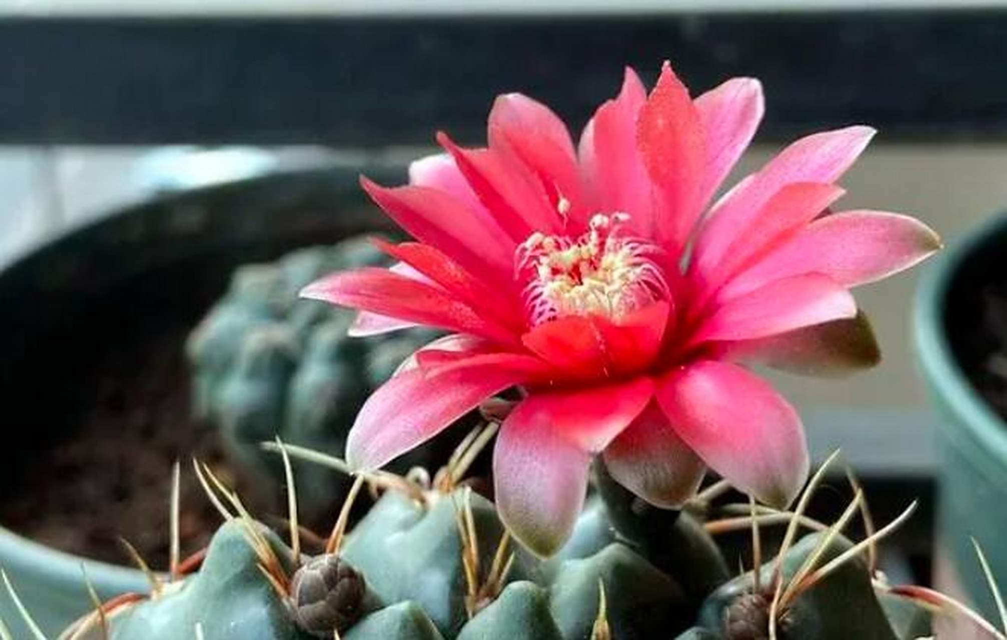 仙人球中勤花品种就是是绯花玉,绯花玉是仙人掌科,裸萼球属多肉植物