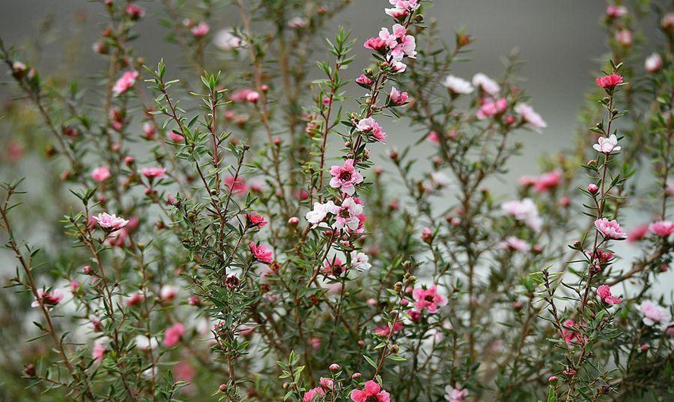 年宵花里的"松叶牡丹"——松红梅 松红梅属于桃金娘科,常绿小灌木