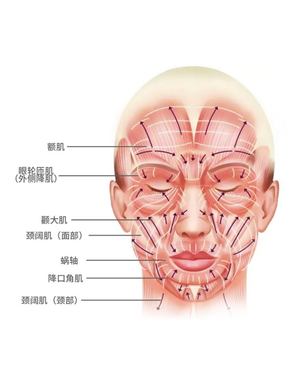 面部筋膜韧带图片