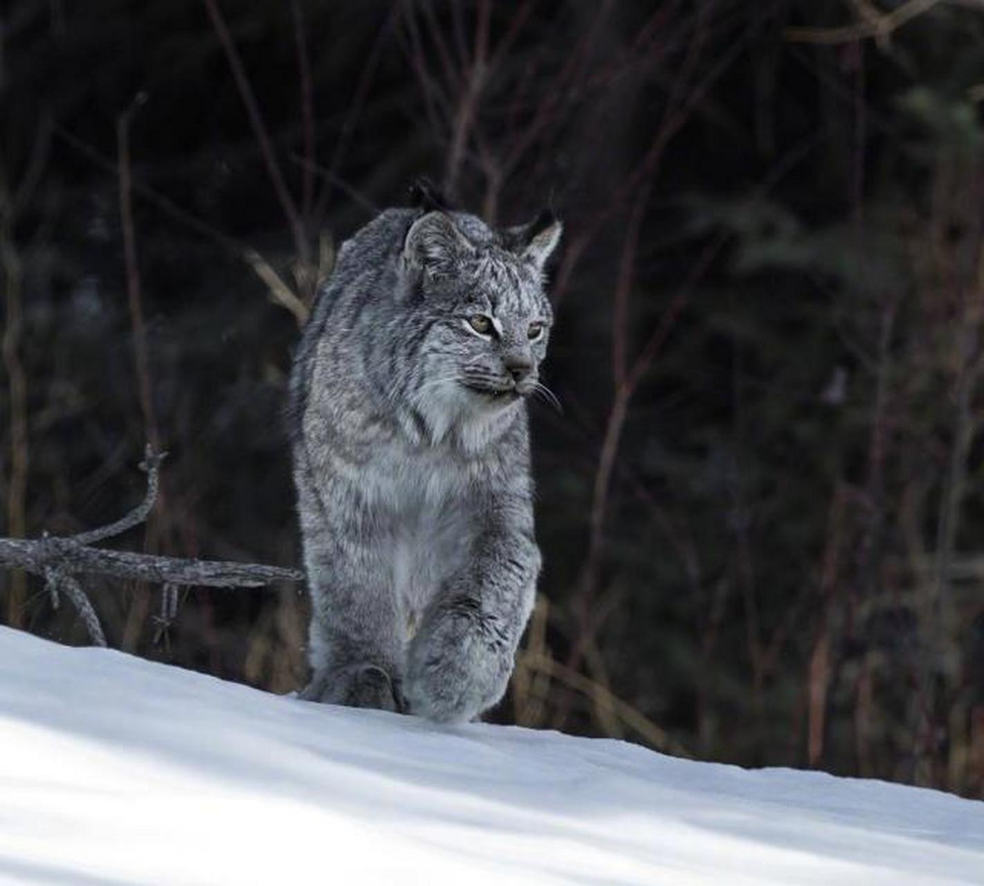 加拿大猞猁是什么梦幻毛绒绒,这大毛jiojio,看起来好酷啊!