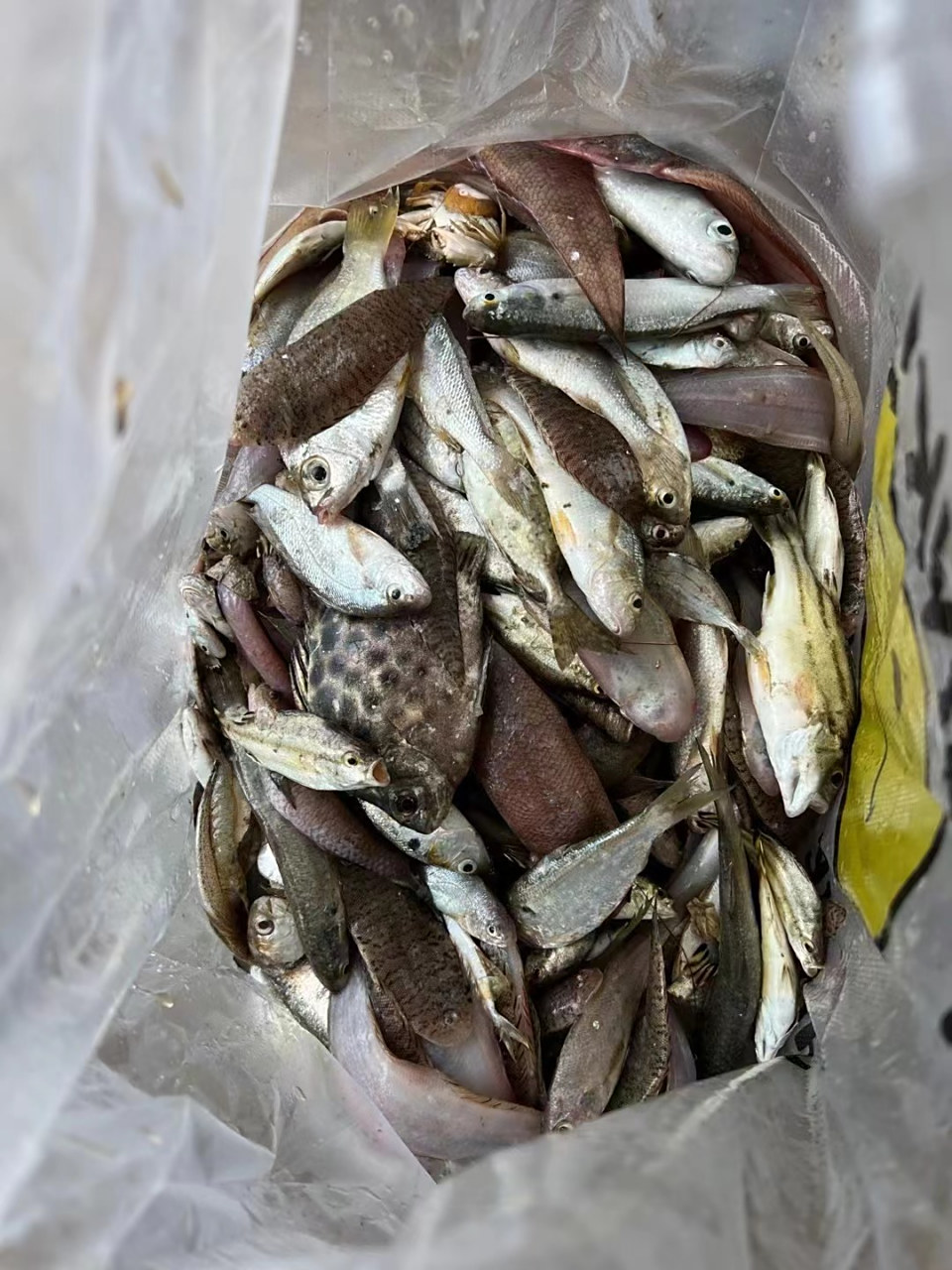 今天大丰收,出海捕的一网鱼吃得饱饱的!
