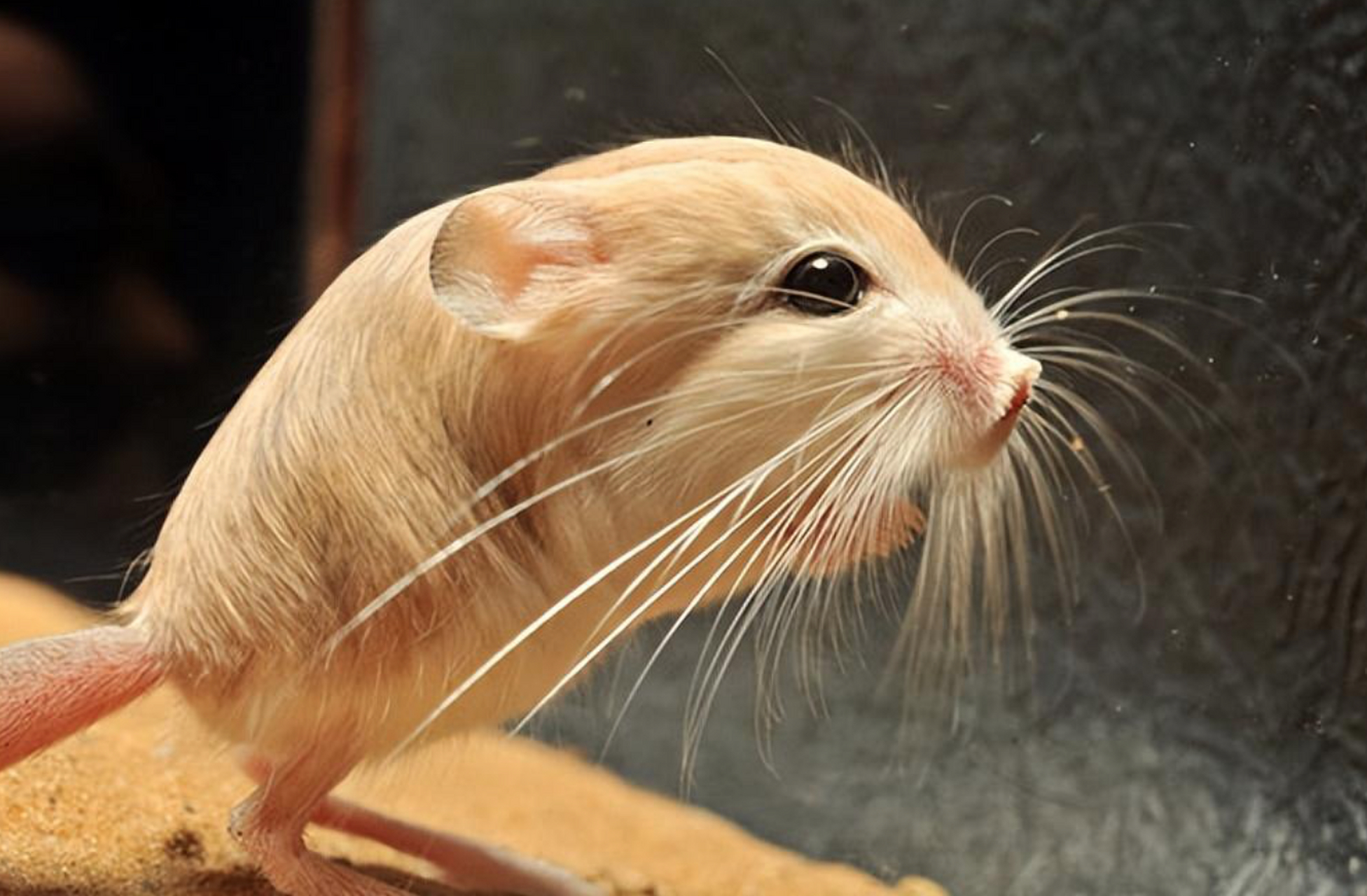 三趾心颅跳鼠:是世界上最小的跳鼠,国家濒危动物!
