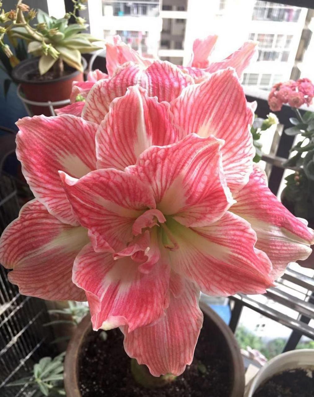 养花季节,养一棵朱顶红"美丽仙女"吧,大型球根类植物,把种球埋土里