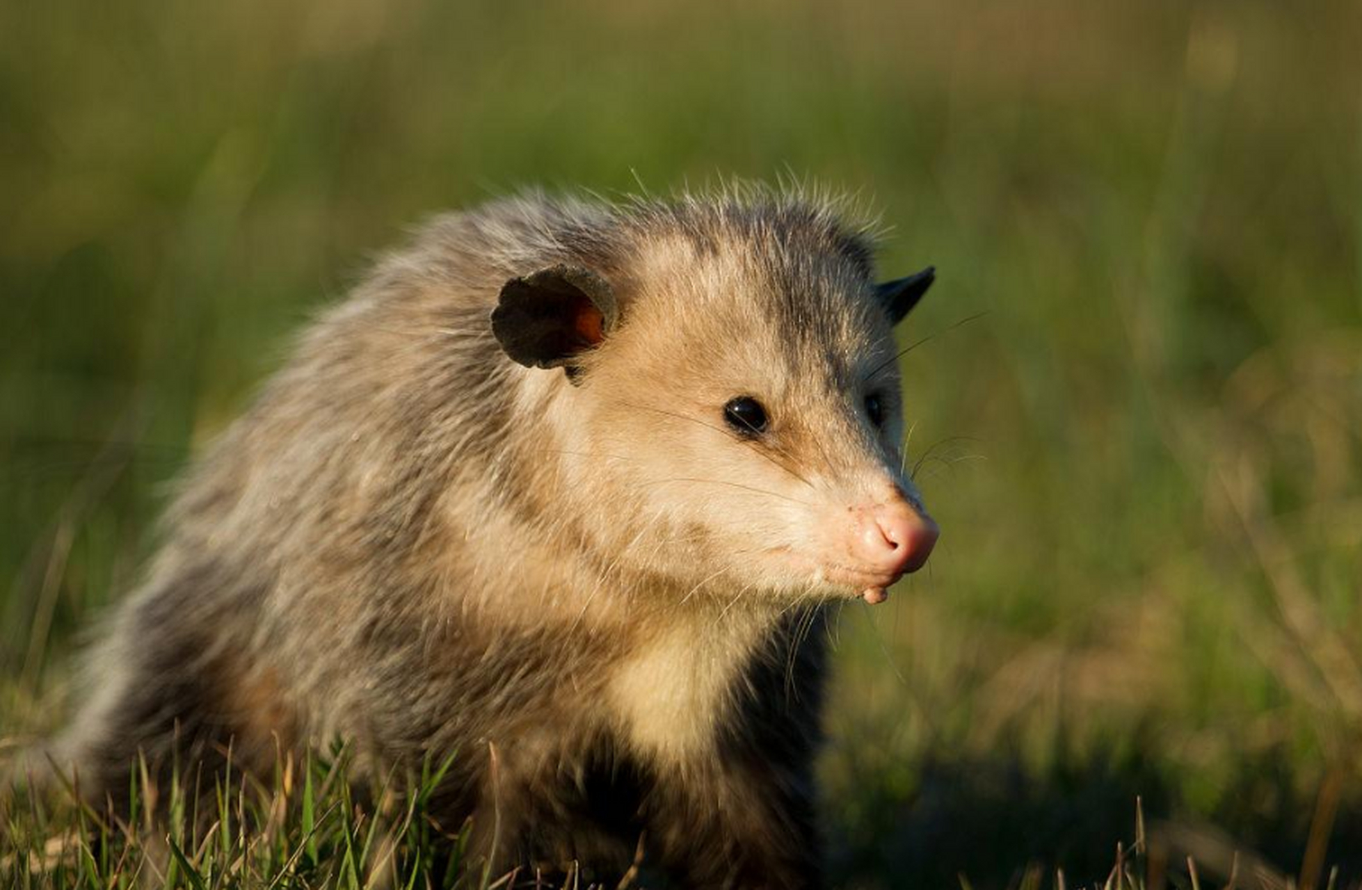 当负鼠感到威胁时,它们会进入一种生理状态,称为"死亡抗议",这种状态