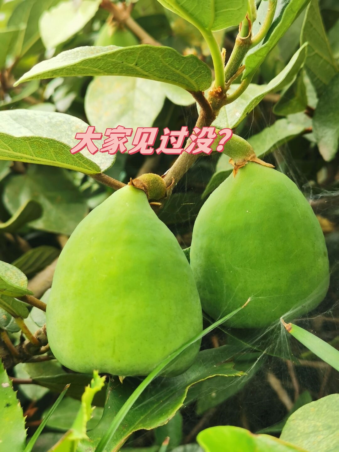 有一种长得像无花果的植物,学名叫"薛荔",还有人叫它"木莲","木馒头"