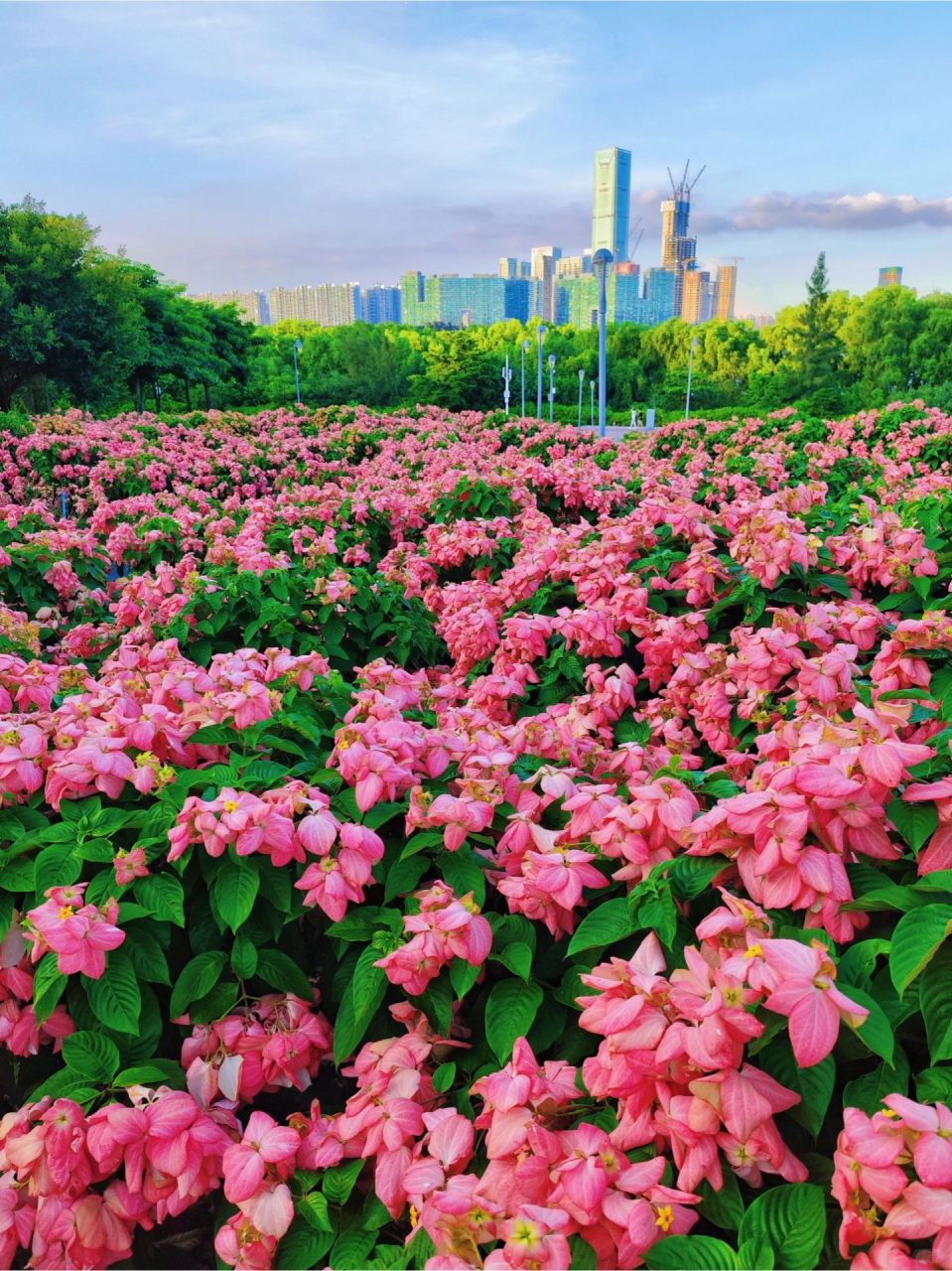 流花山公园的粉纸扇花,应该是这个夏天深圳zui浪漫的花海吧6015