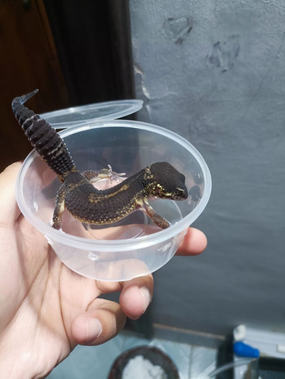 豹纹守宫黑夜  豹纹守宫是一种非常神秘的爬行动物,它们通常在黑夜中