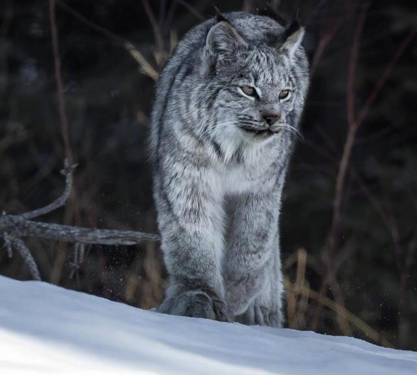 加拿大猞猁是什么梦幻毛绒绒,这大毛jiojio,看起来好酷啊!