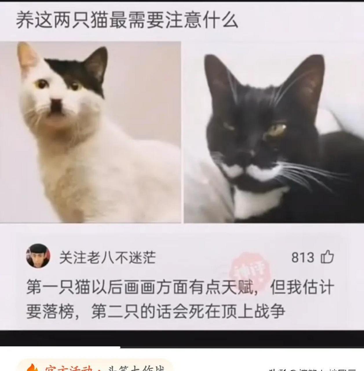 希特喵和斯大喵,养第一只要注意他可能发起第二次喵界大战,第二只的话