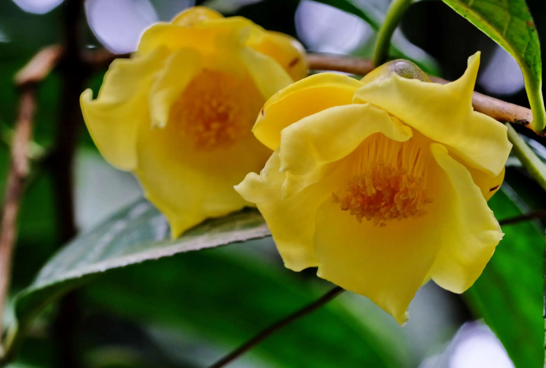 花界中的"国宝大熊猫"——金花茶,颜值极高,价格更是高到离谱.