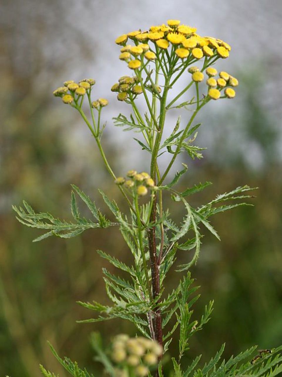 聊聊抗炎超赞的摩洛哥蓝艾菊  西班牙语中有个词sangre azul(英语翻译