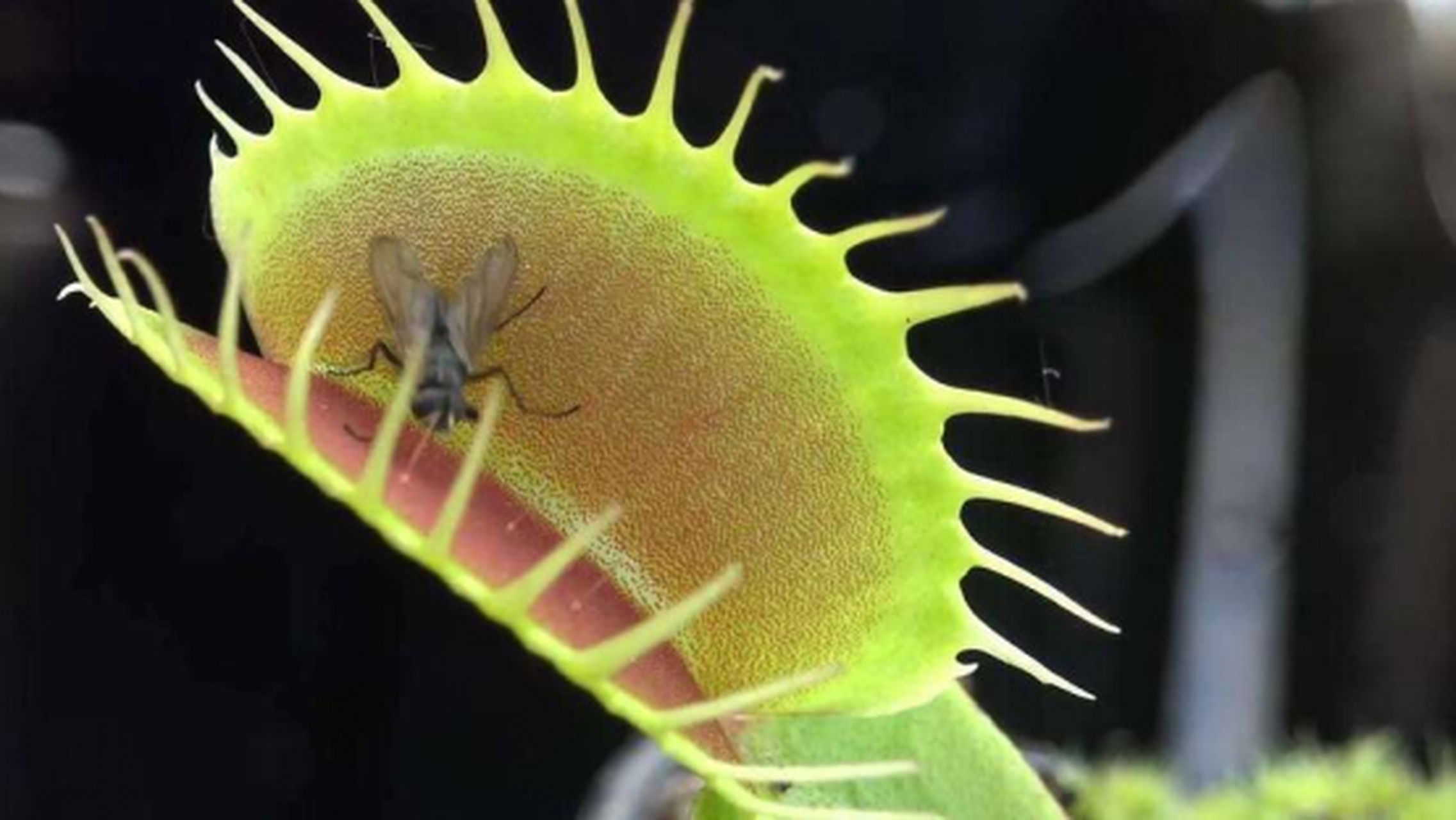 探索大自然#  食虫草,听起来像是从恐怖片中走出来的角色,它们的名 