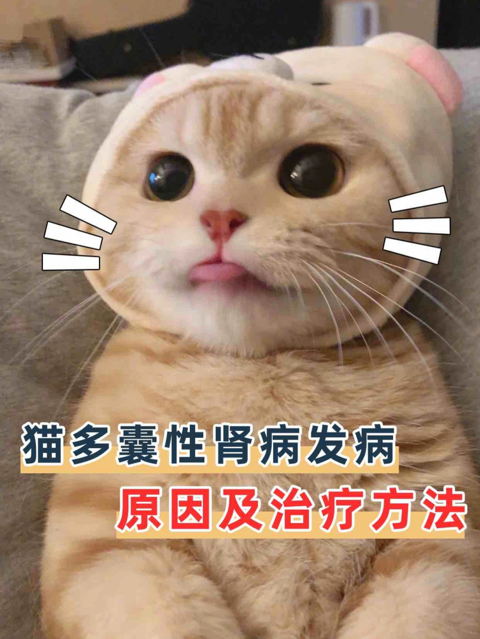 猫多囊性肾病发病原因及治疗方法 多囊肾 指大部分正常分化的肾实质