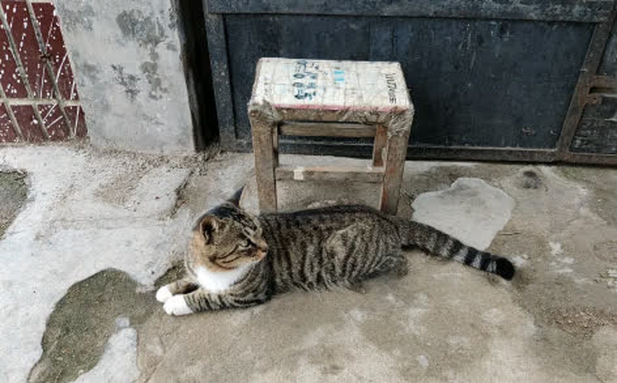 家里的大花猫绝对是老鼠的克星#趣图搞笑