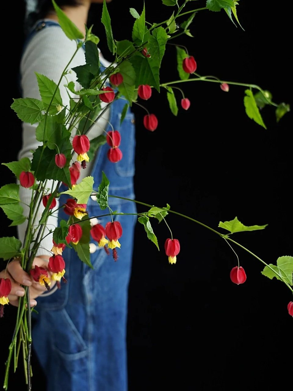 红萼苘麻  abutilon megapotamicum 锦葵科 苘麻属 原产南美洲