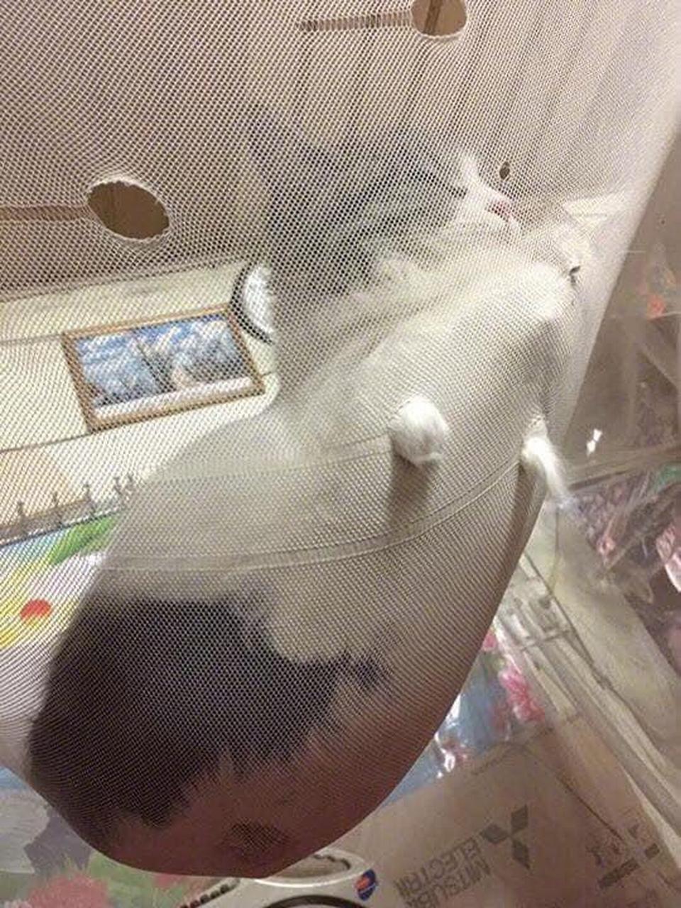 猫每天都会跑到蚊帐上睡觉,结果睡一段时间就变成了这样