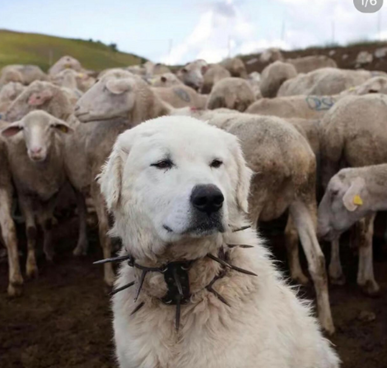 牧羊犬的防狼项圈