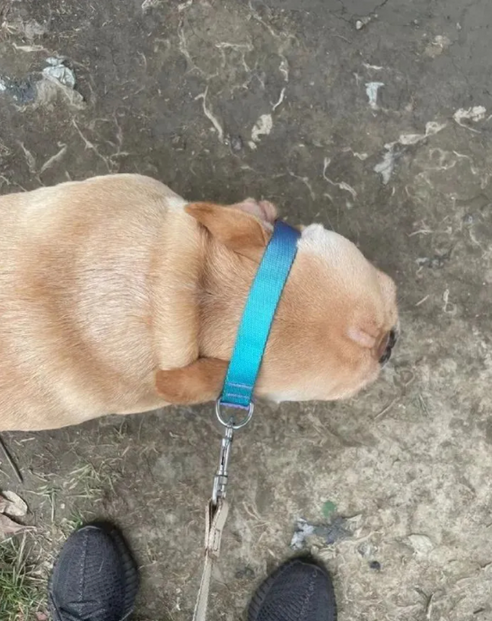 狗:还好我头大,不然你就失去我了