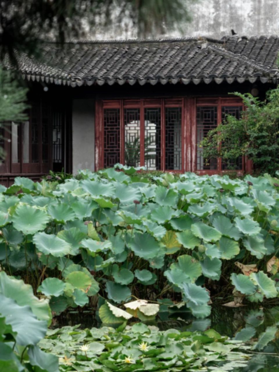 十块钱的门票?我能坐一下午!  我和朋友们一起去了苏州的艺圃游玩.