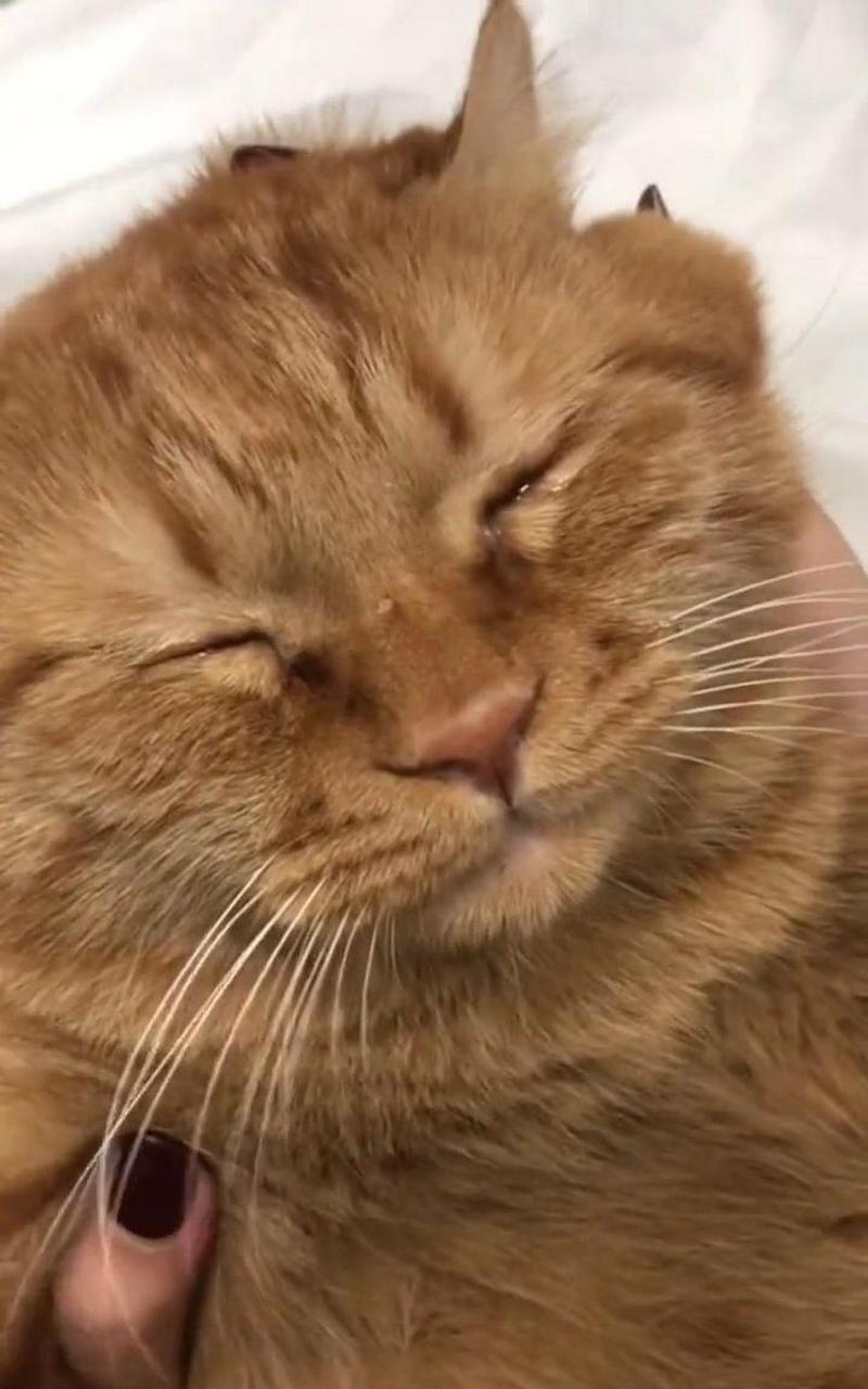 橘猫被心爱的母猫嫌弃,委屈得哭了