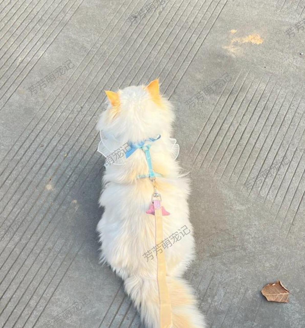 看这只火焰色布偶猫,简直美到爆啊!在阳光下更是绝了!