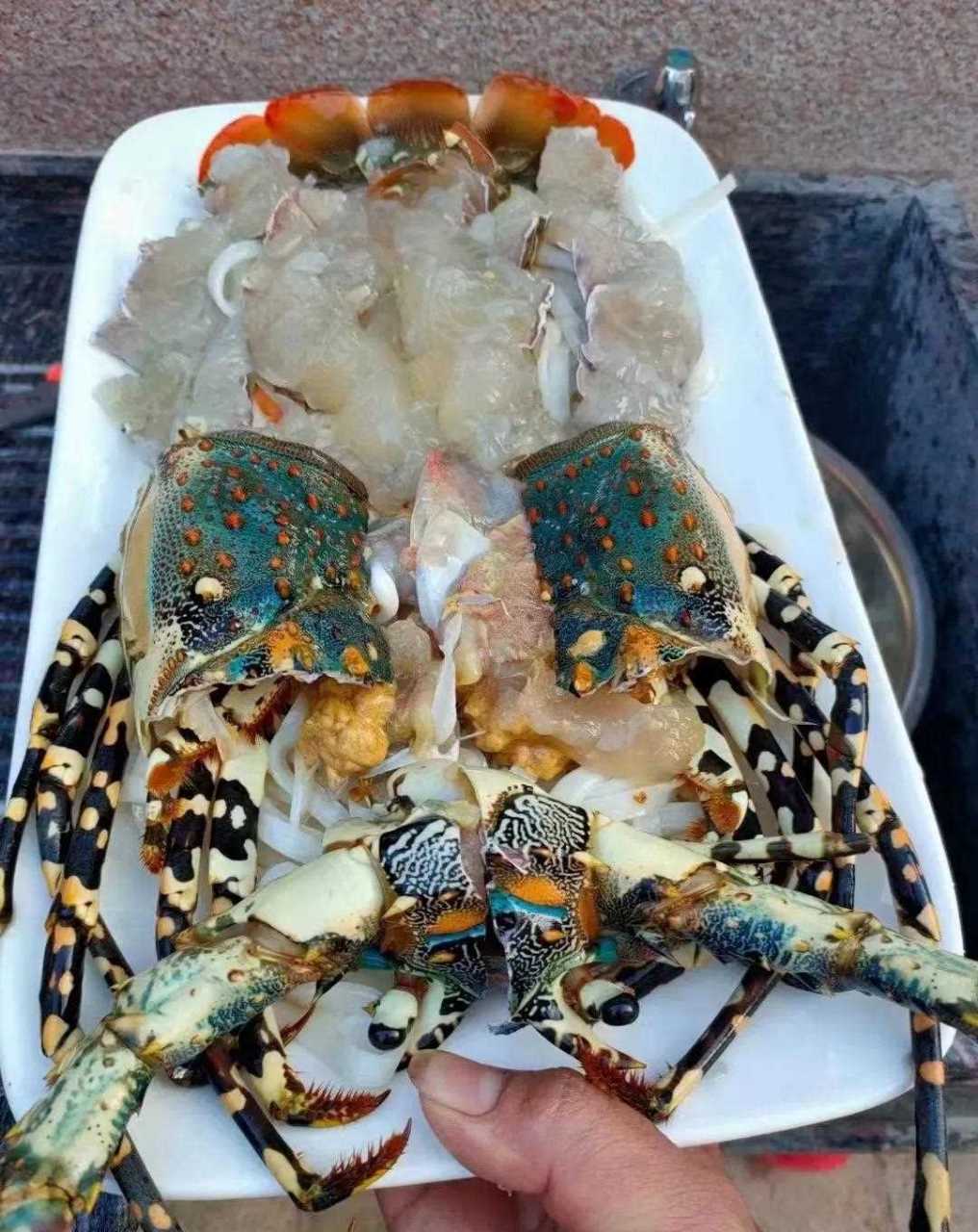 龙虾中的极品,顶级海鲜,非常漂亮,清蒸蒸粉丝,蒸蒜蓉,煮龙虾砂锅粥