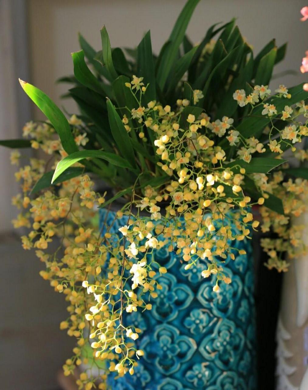 迷你文心兰"梦香"系列,有着精致迷人的小花,轻盈摇曳的姿态,甜美可口