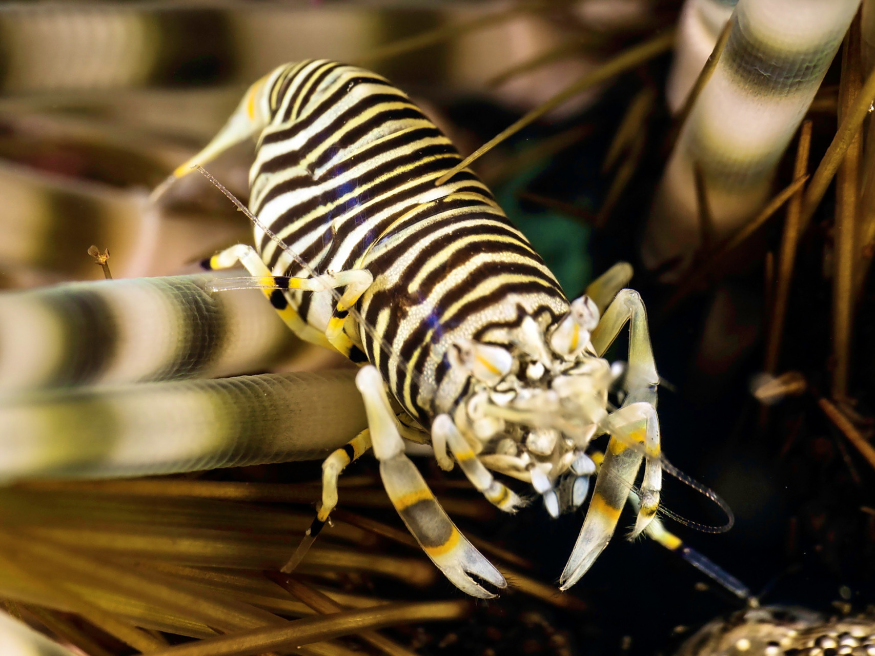 大黄蜂虾|颜色和大小都像蜜蜂一样的虾  93 学名:gnathophyllum