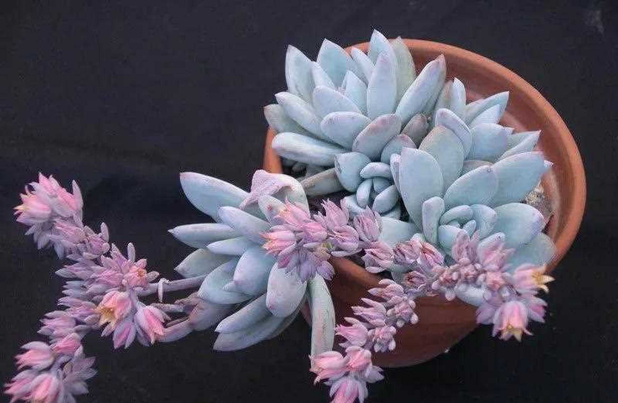 霜之朝属于景天科石莲花属 ,是星美人和广寒宫杂交而来的多肉品种