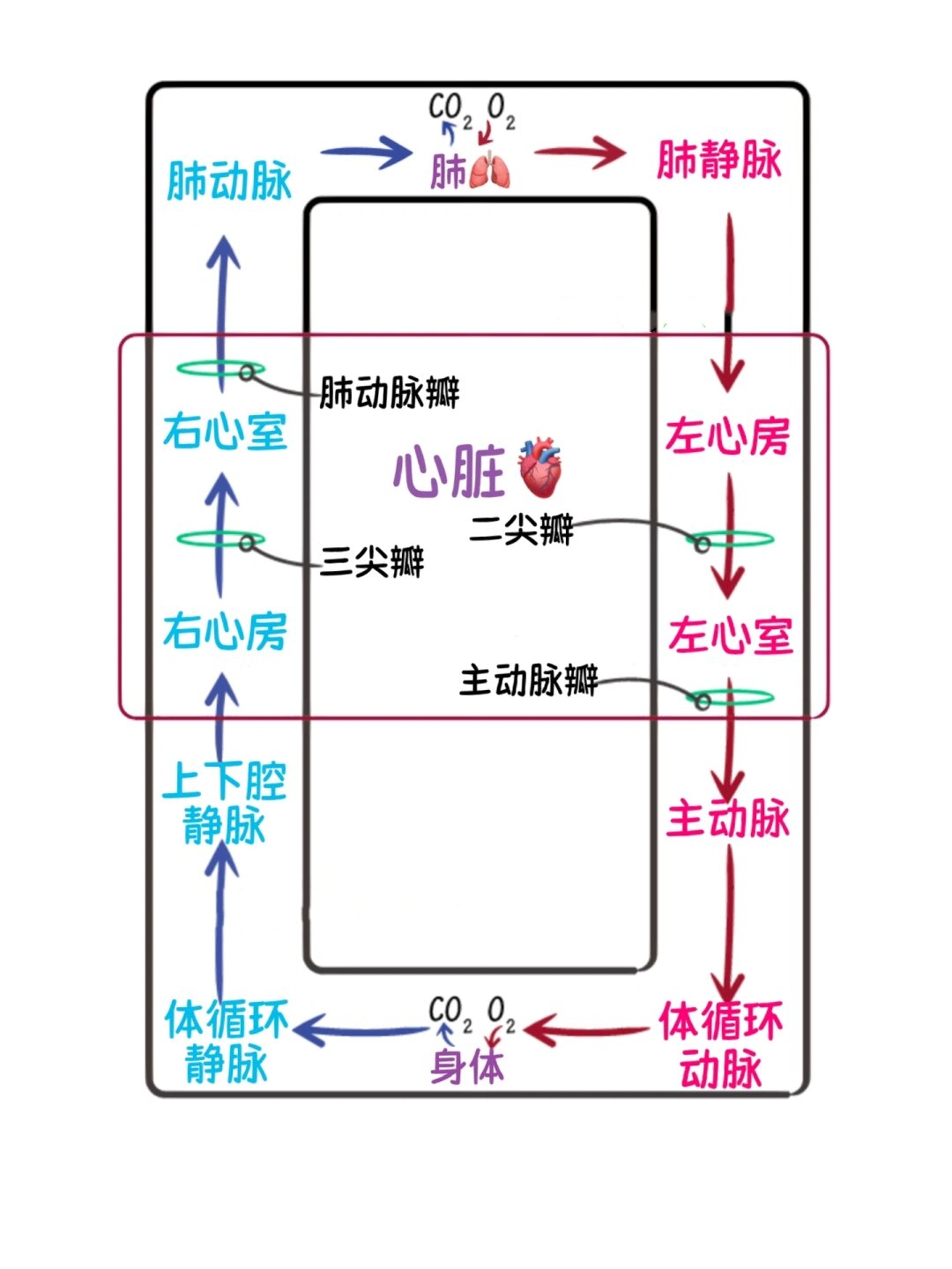 一图概括循环系统  一图看懂心脏是如何完成泵血的   血液循环分为体