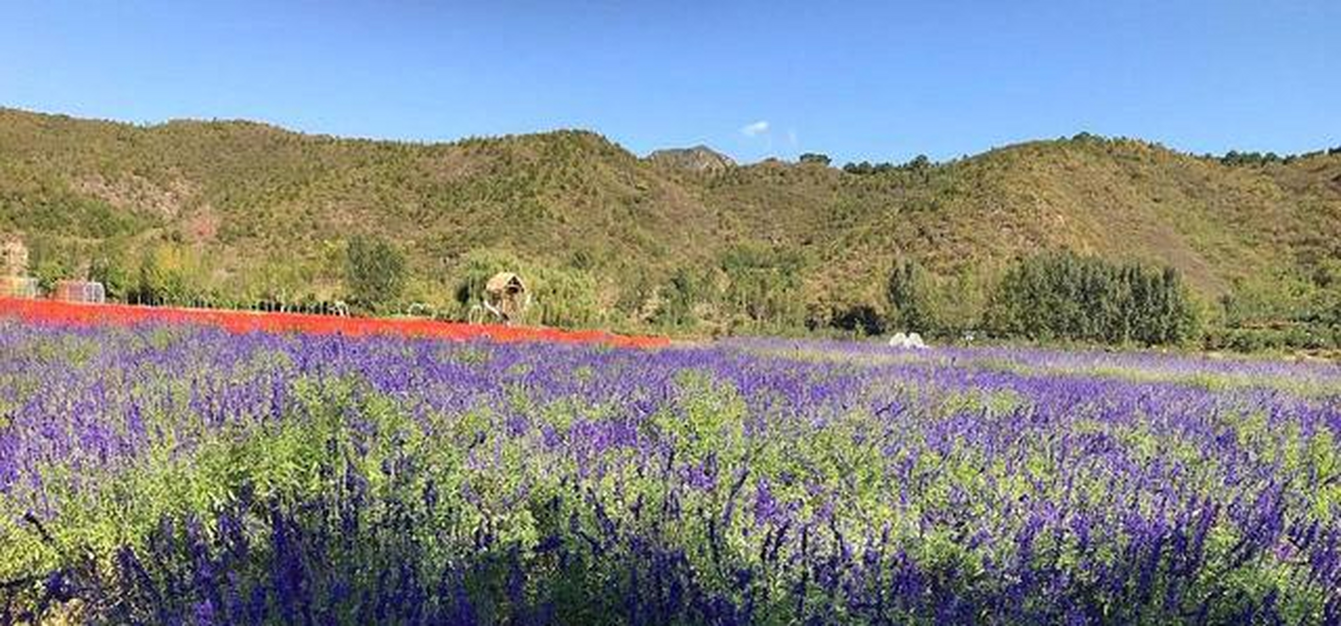 北京密云人间花海,最多的就是紫色的薰衣草,在花海中还有很多小亭子