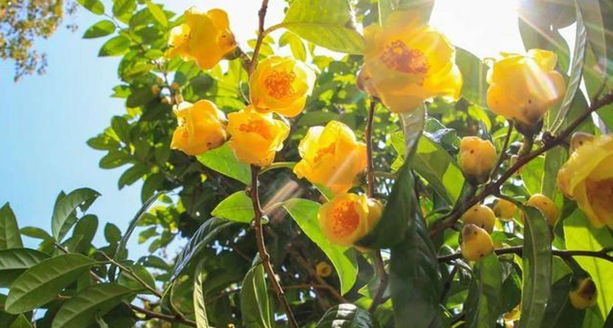 由于野生的金花茶特别挑剔生长环境,所以数量稀少,价值连城,是植物界