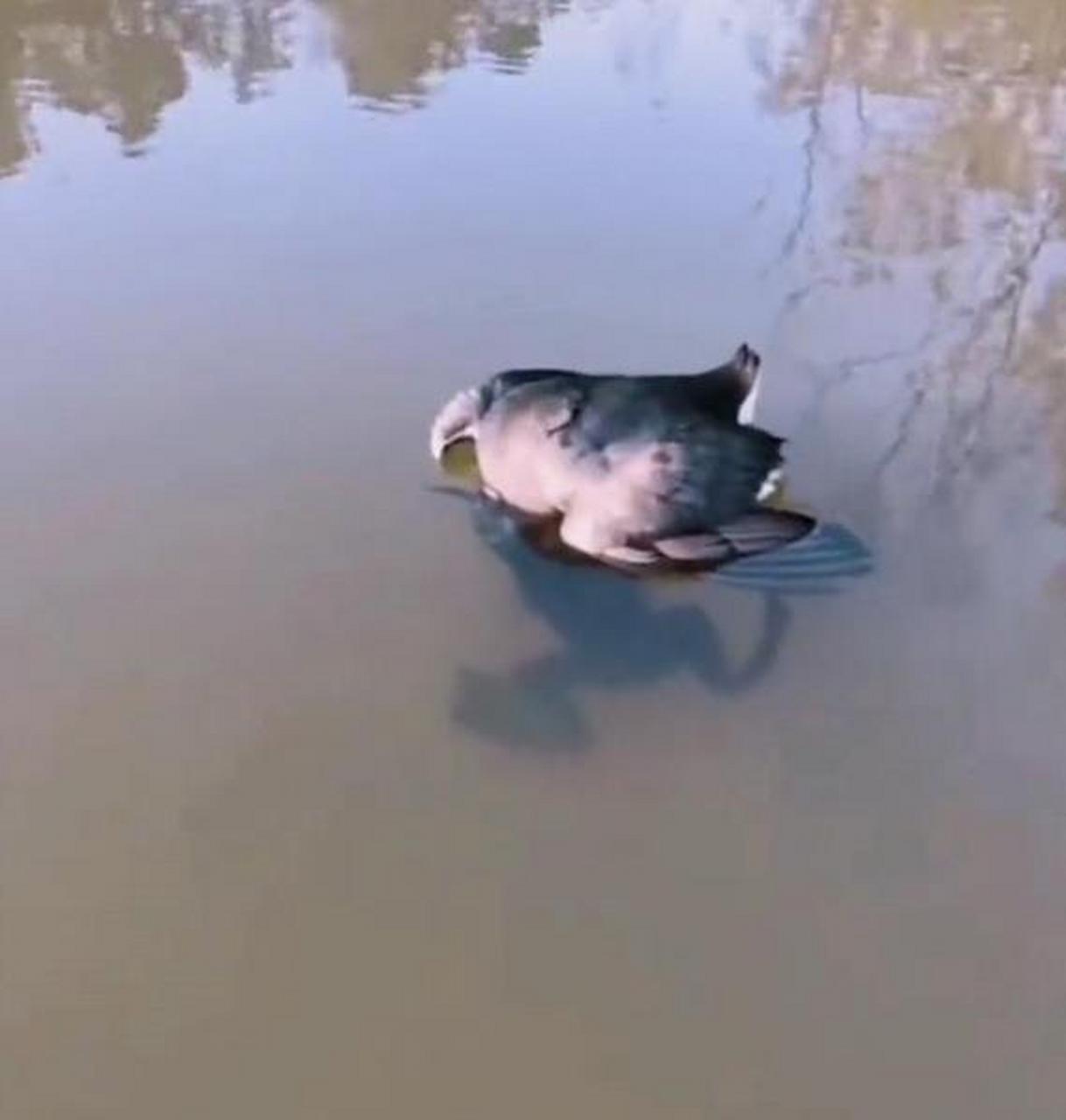 癞蛤蟆终于吃到了天鹅肉,终于美梦成真了