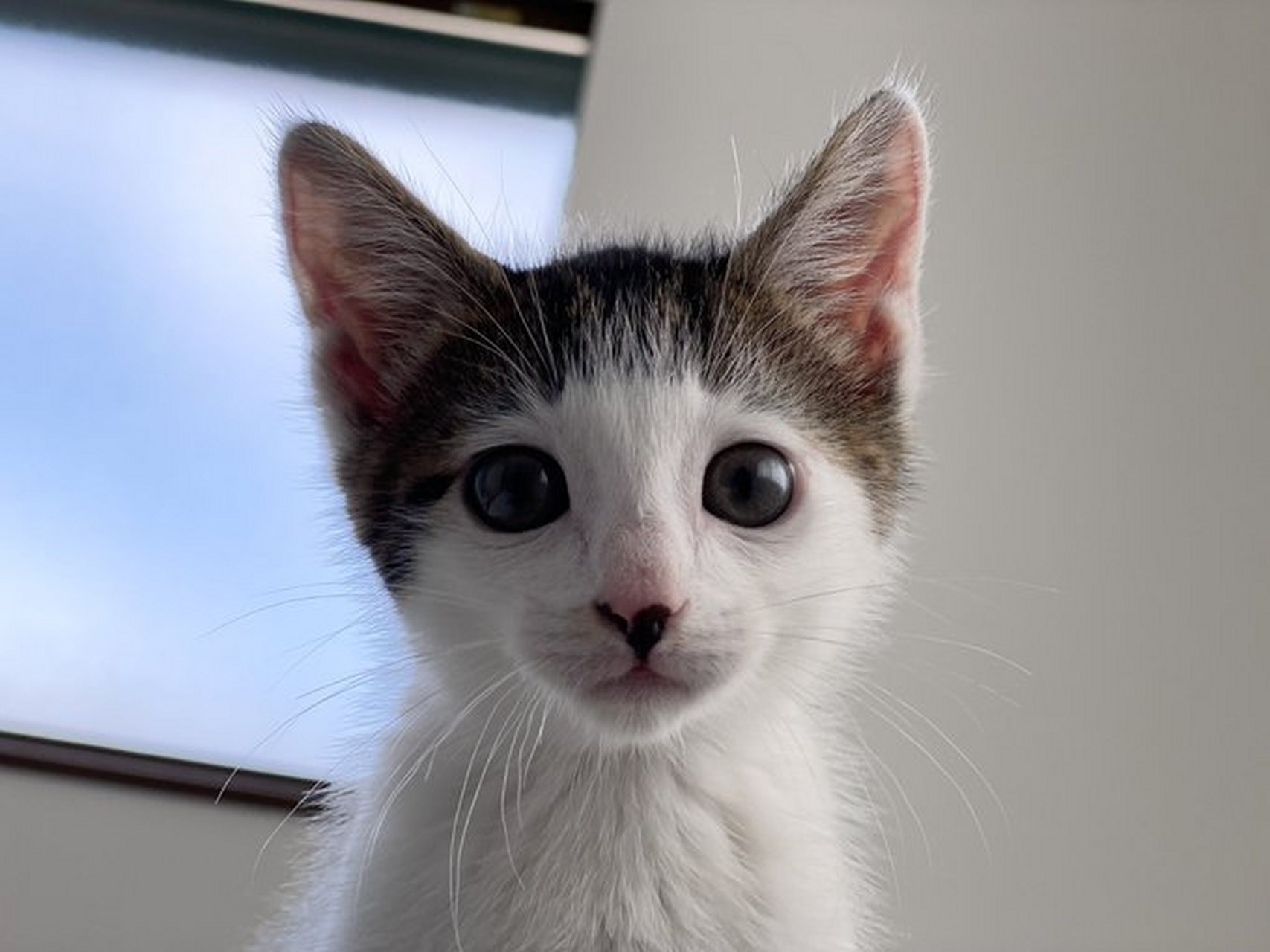 九月动态激励计划# 原以为这只猫咪的齐刘海已经够可爱了,没想到还有