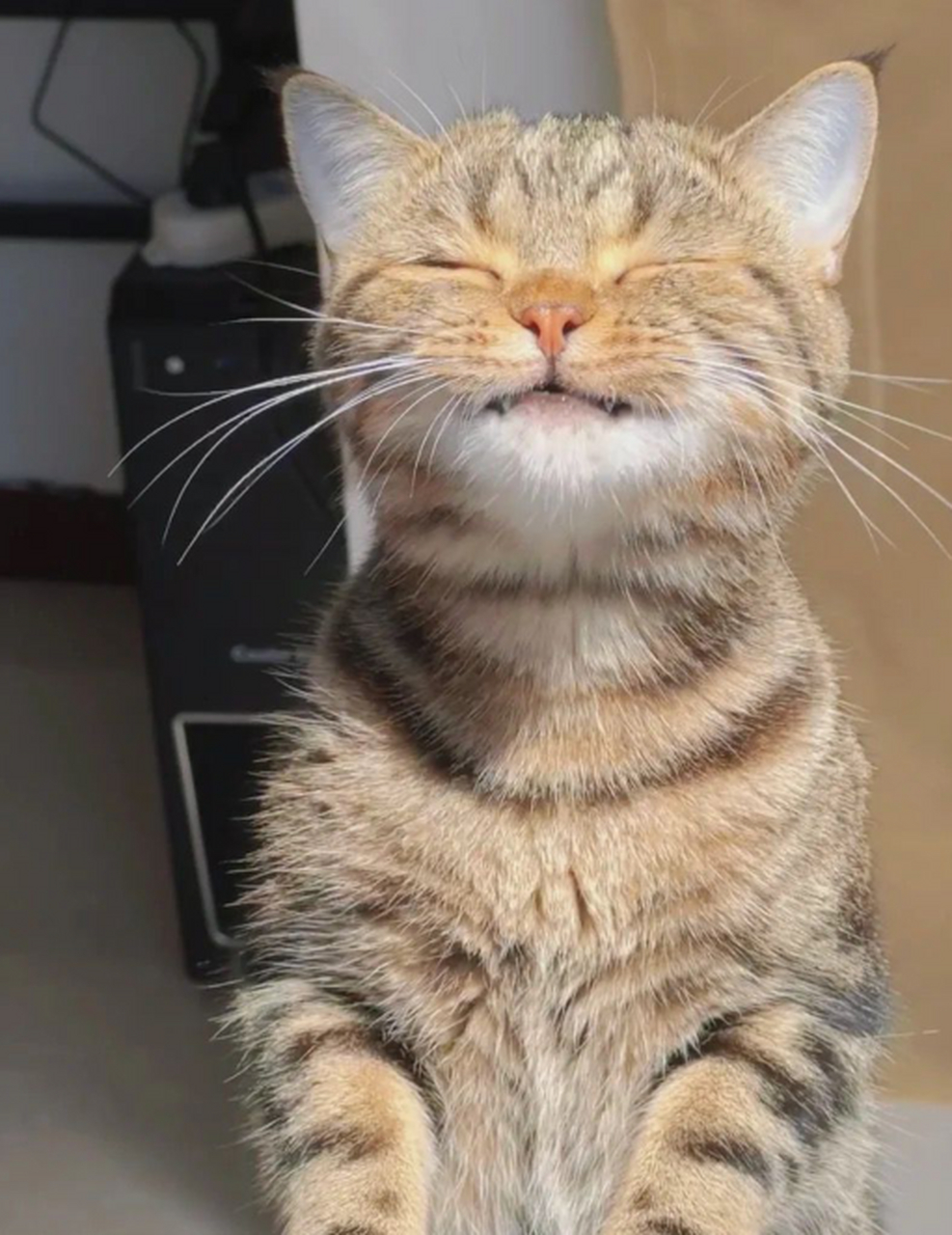 我想这只猫一定过的很幸福吧!不然怎么会露出如此陶醉的表情.