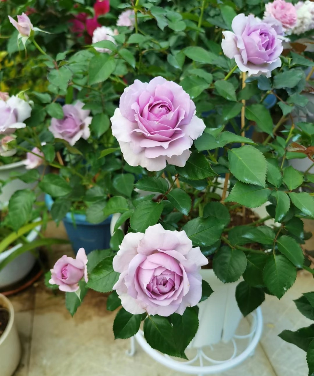 喜欢紫色花朵的朋友,可以抗这款月季花——丽拉,小灌木,身高仅60-80厘