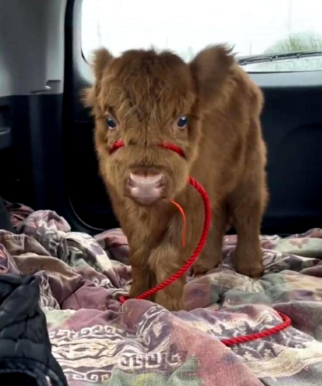 宠物牛是否真的存在?