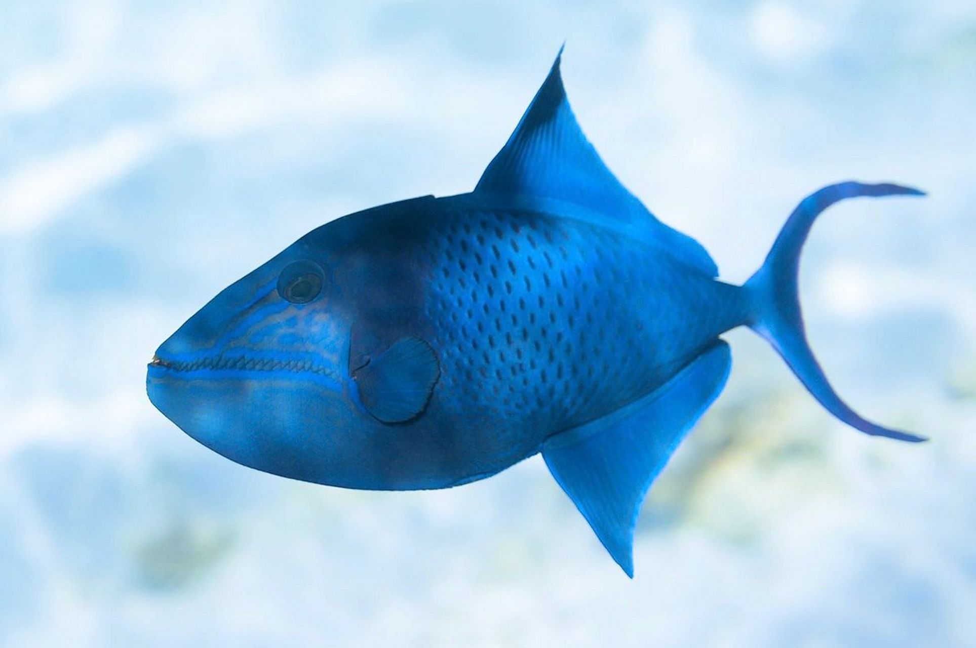 魔鬼炮弹鱼|长了一口红牙  97 学名:odonus nig