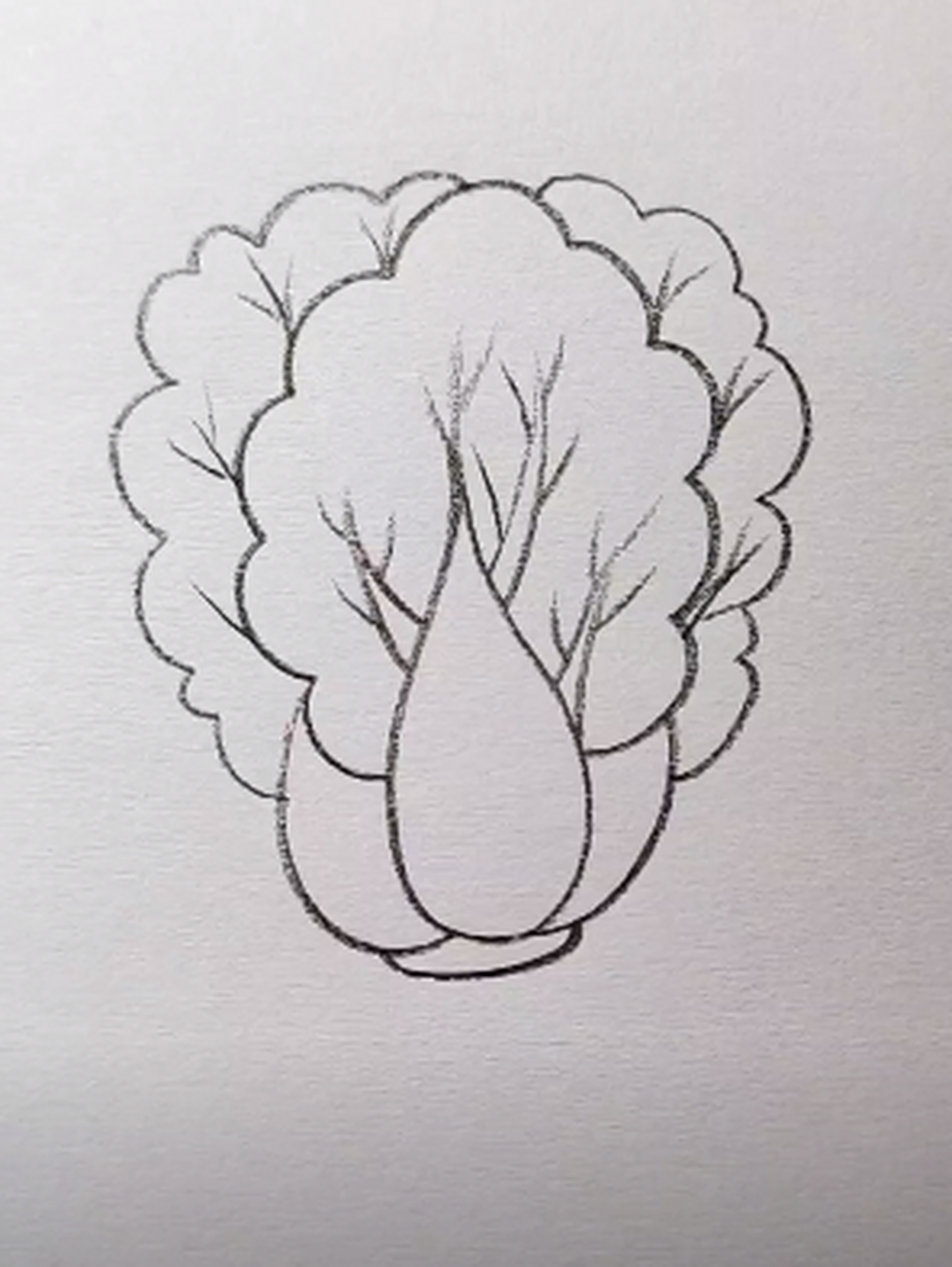 大白菜怎么画简单图片