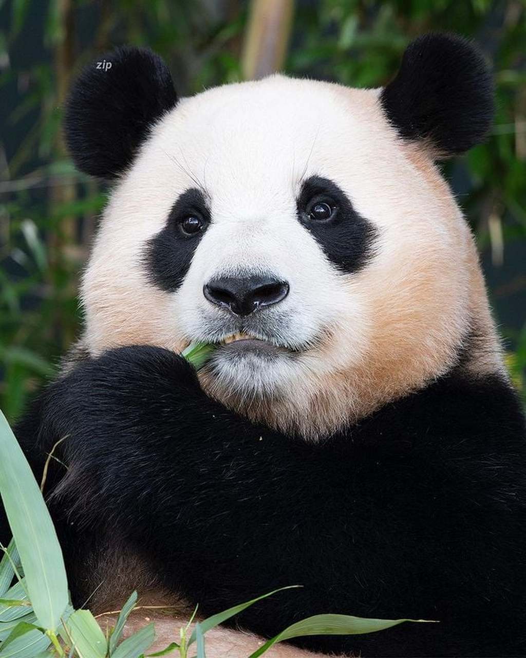 fubao_zip 676767  #大熊猫福宝#  #大熊猫#  #熊猫