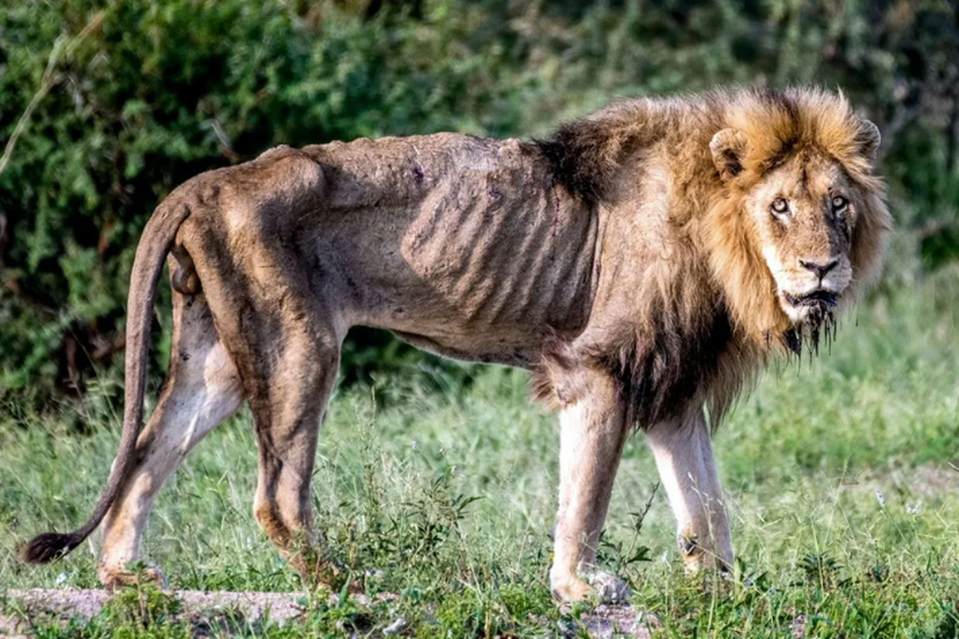 个月每个月都有世 界 政 要 逝 去,突然想起非洲草原上的百兽之王狮子