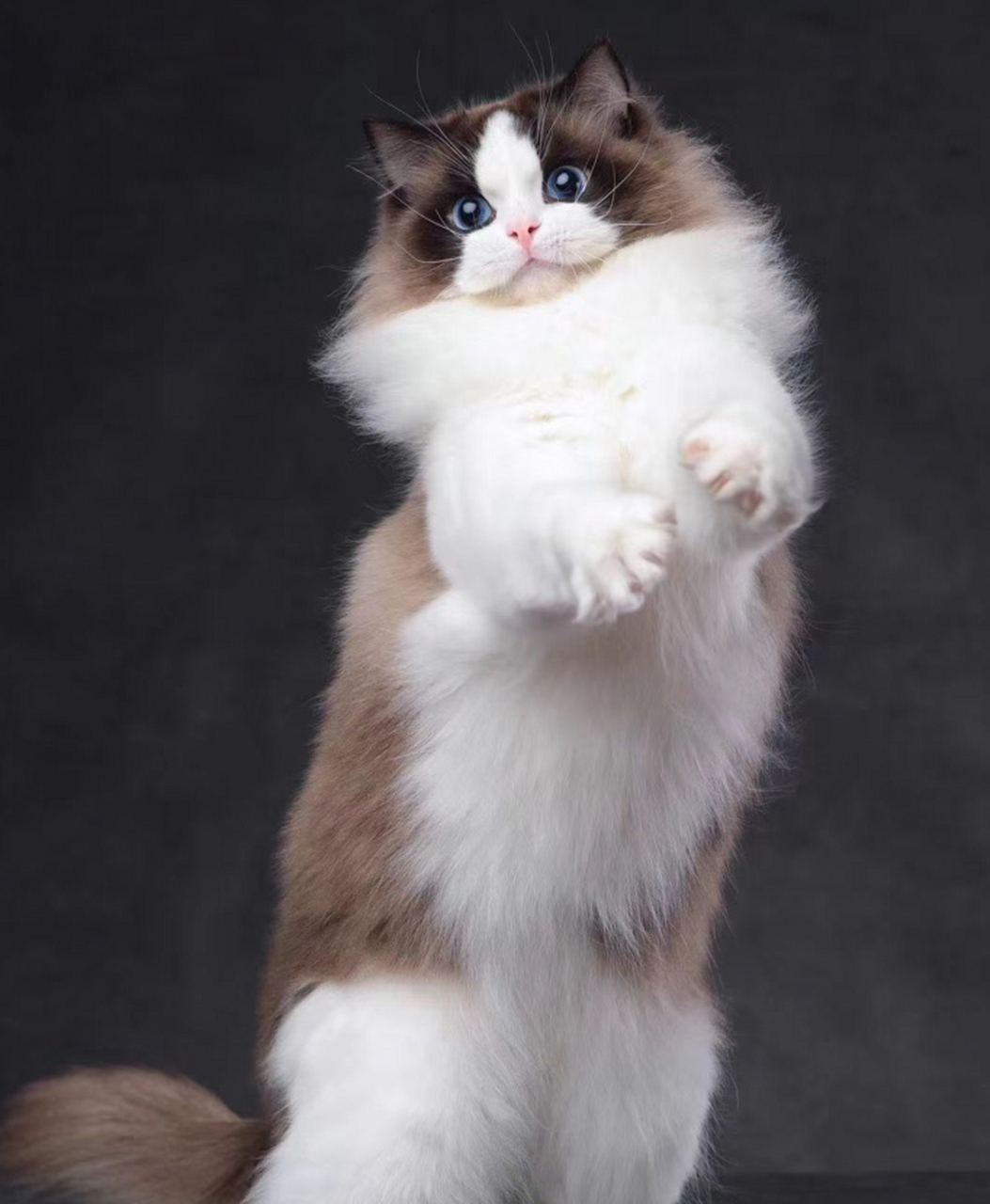 成年布偶猫的体长最长可以达到三米哦!