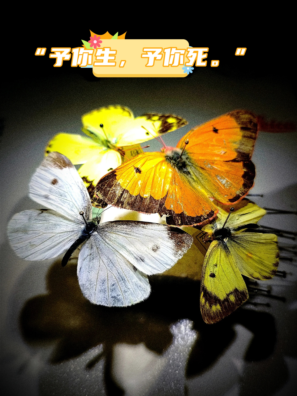 "  鳞翅目,粉蝶科 触角棒状,虹吸式口器,前,后翅a脉分别为1,2条;爪具