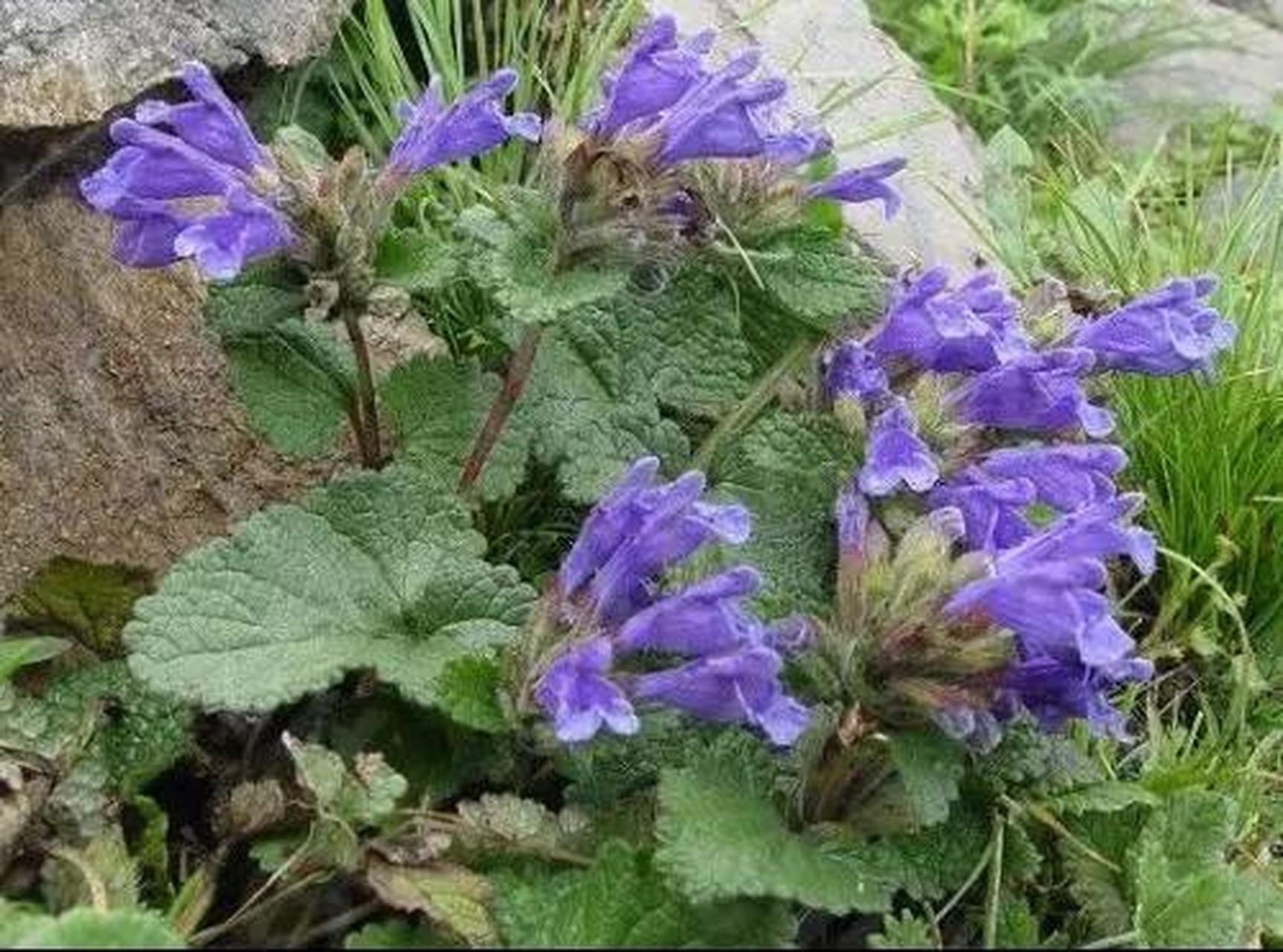 农村这种野草,老农称"芦芽仙草",当前真的很珍贵,遇到请爱惜!