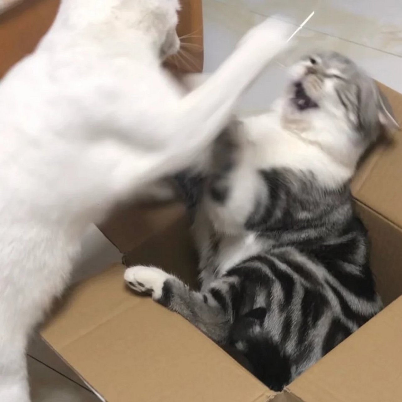 小猫咪打架也薅头发哈哈哈